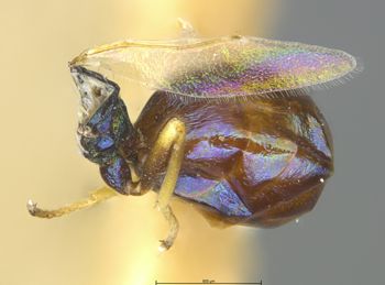 Media type: image;   Entomology 19622 Aspect: abdomen dorsal view
